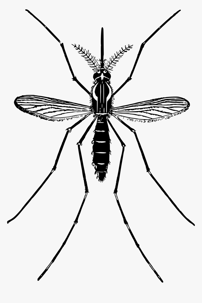 Detail Free Mosquito Clipart Nomer 12