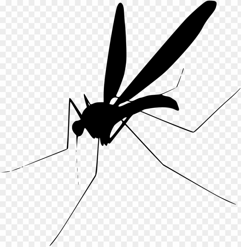 Detail Free Mosquito Clipart Nomer 17