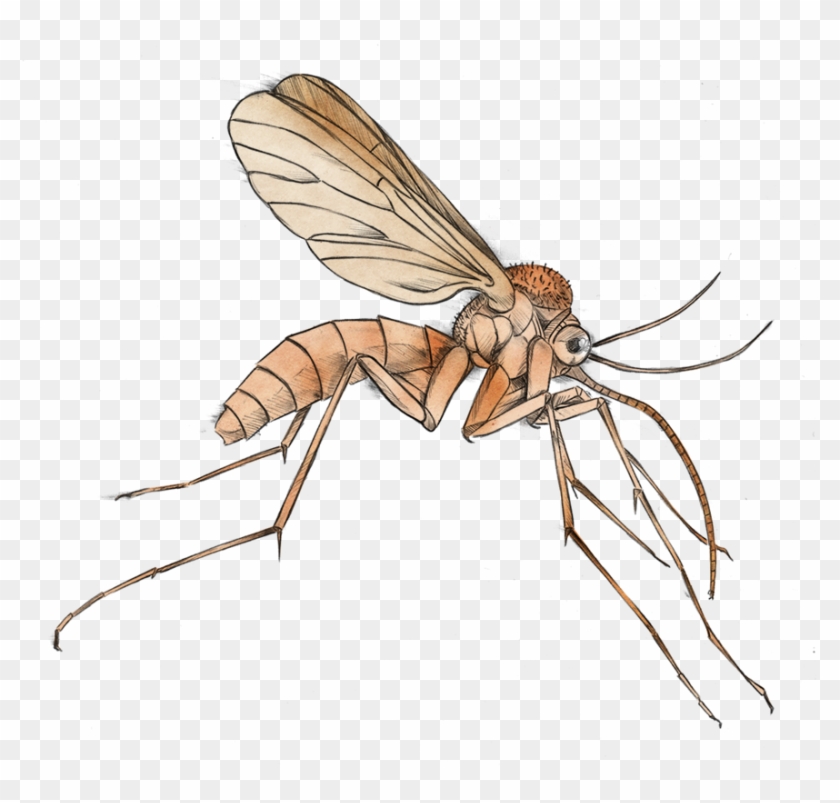 Detail Free Mosquito Clipart Nomer 26