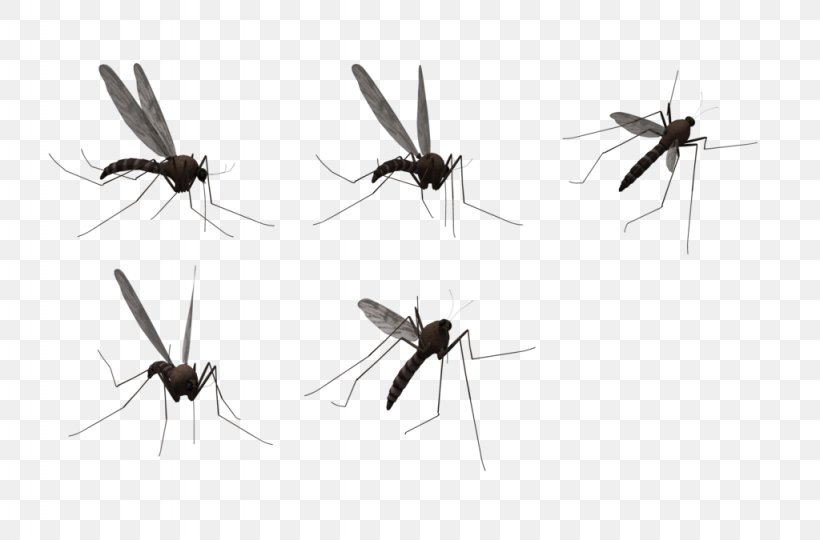 Detail Free Mosquito Clipart Nomer 30