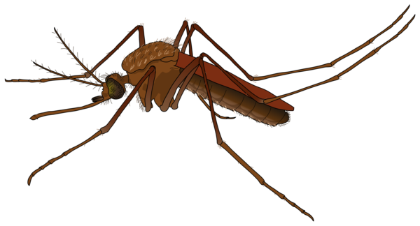 Detail Free Mosquito Clipart Nomer 48