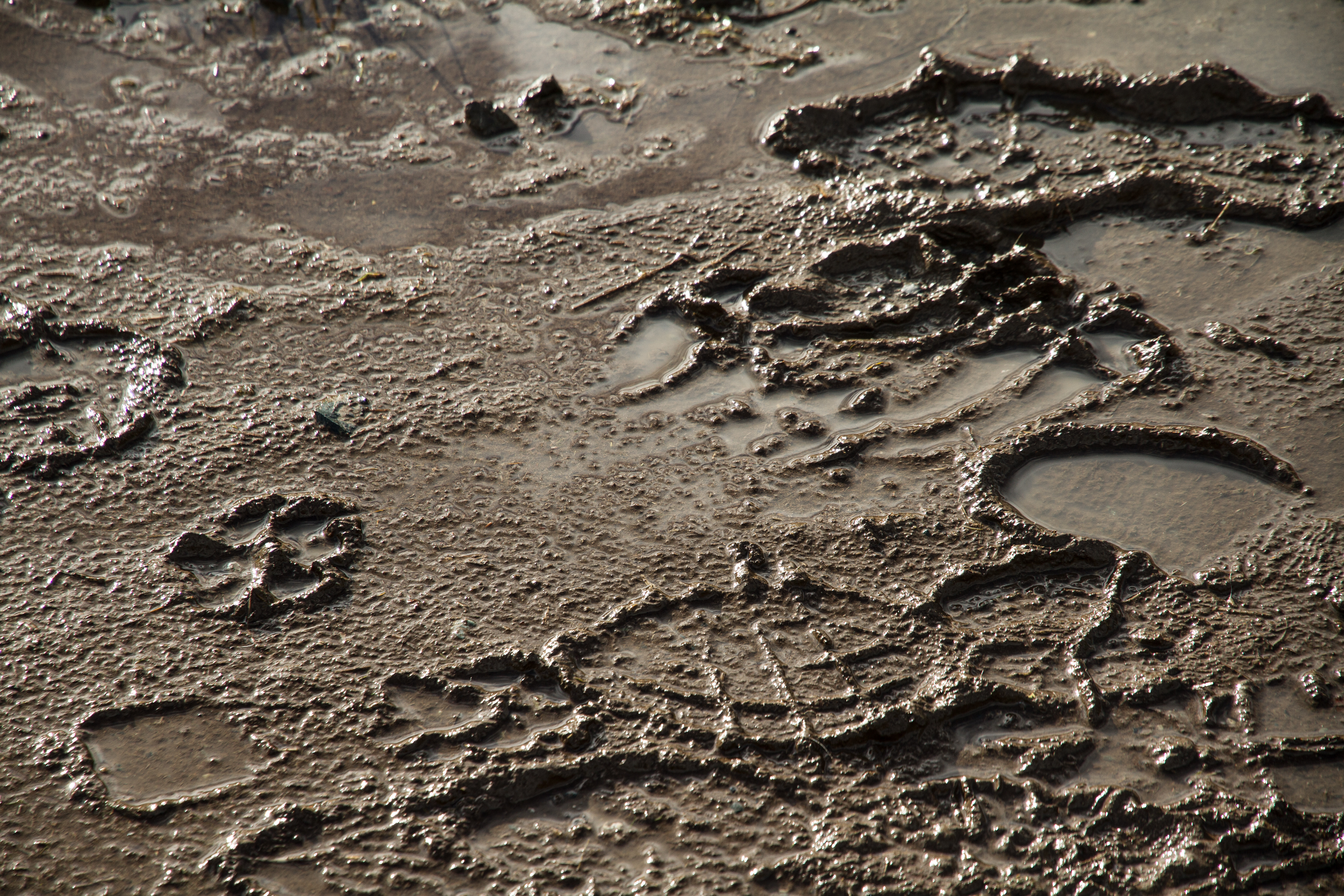 Detail Free Mud Nomer 4