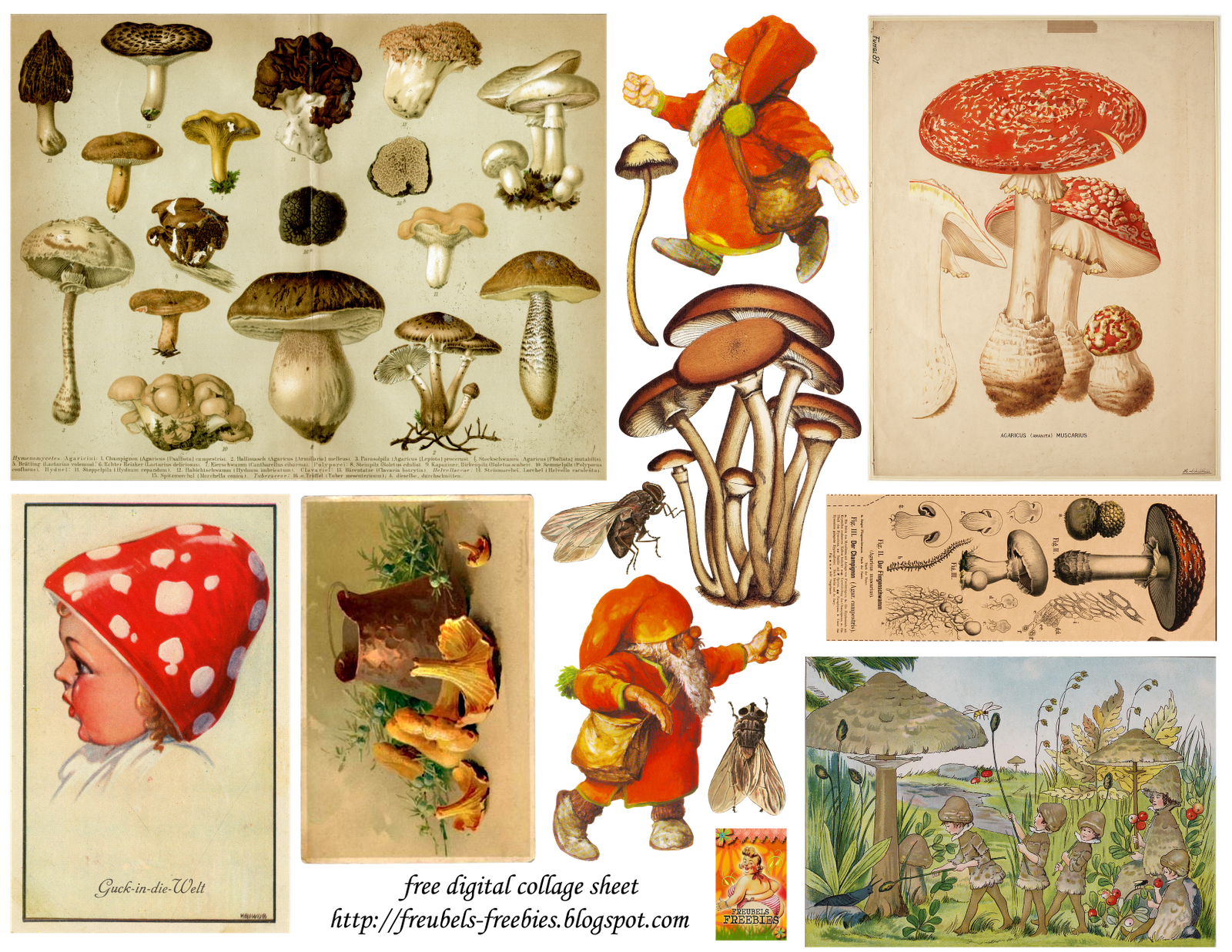 Detail Free Mushroom Images Nomer 14