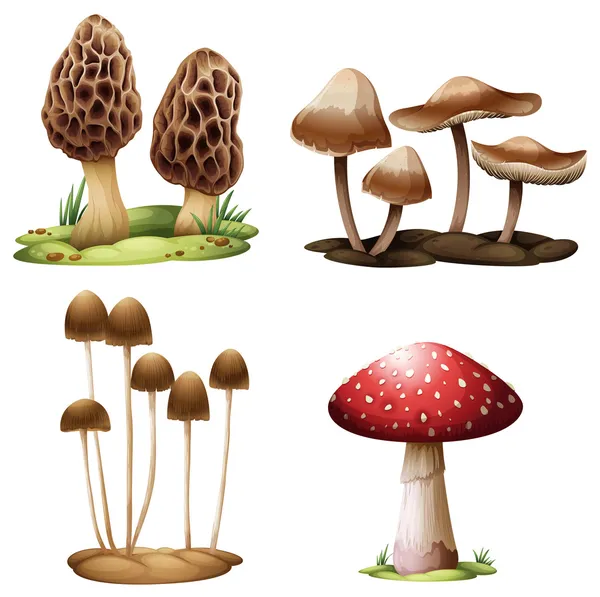 Detail Free Mushroom Images Nomer 28