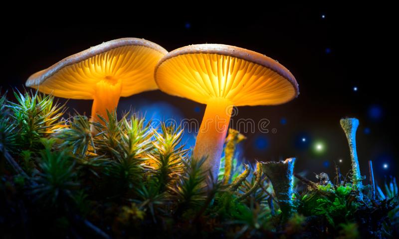 Detail Free Mushroom Images Nomer 45