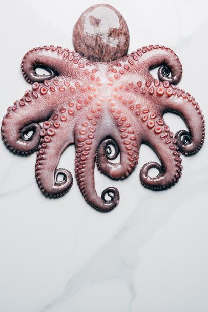 Detail Free Octopus Nomer 48