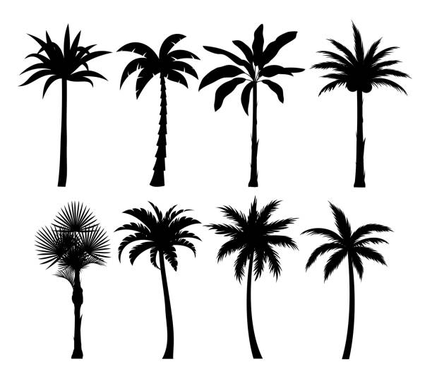 Detail Free Palm Tree Clipart Nomer 27