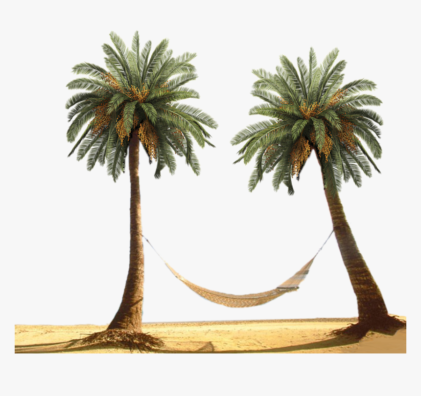 Detail Free Palm Tree Clipart Nomer 48