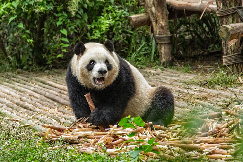 Detail Free Panda Images Nomer 12