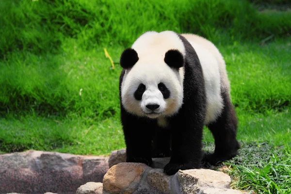 Detail Free Panda Images Nomer 17