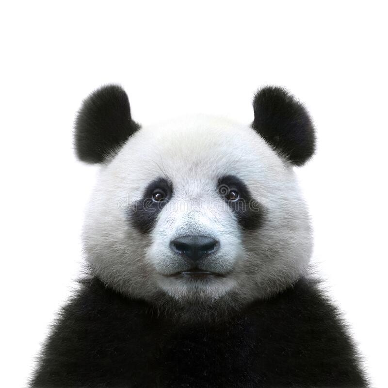 Detail Free Panda Images Nomer 22