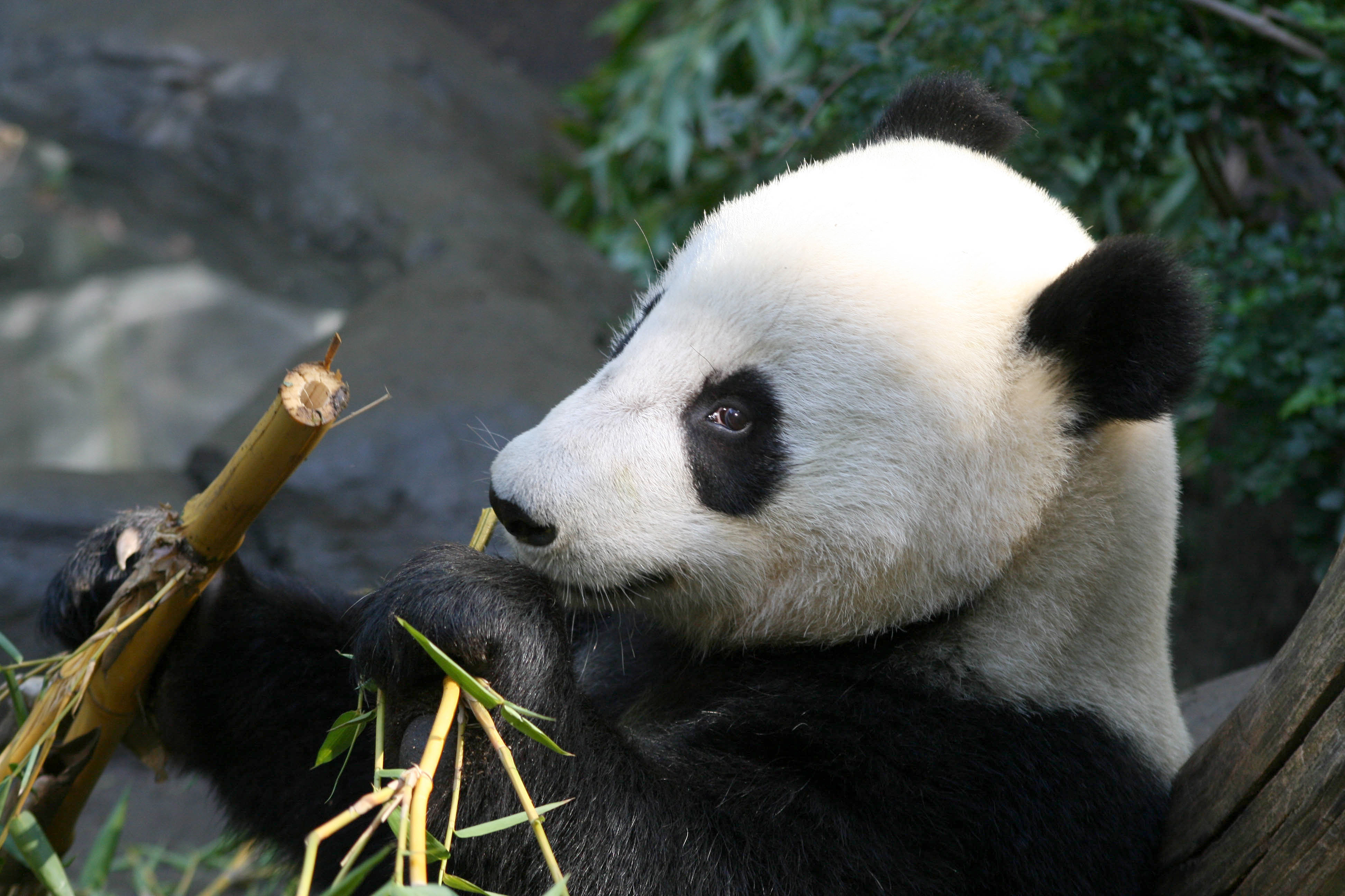 Detail Free Panda Images Nomer 24