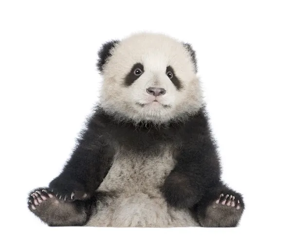 Detail Free Panda Images Nomer 25