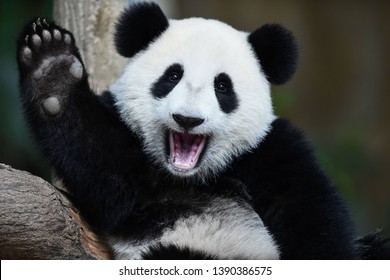 Detail Free Panda Images Nomer 29