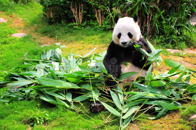 Detail Free Panda Images Nomer 30