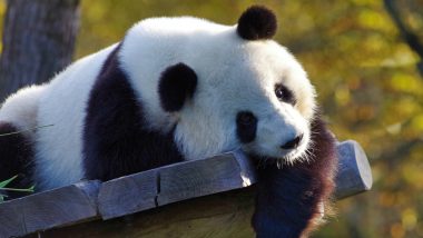 Detail Free Panda Images Nomer 31