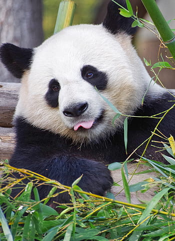 Detail Free Panda Images Nomer 32