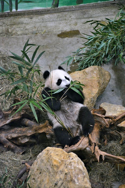Detail Free Panda Images Nomer 35
