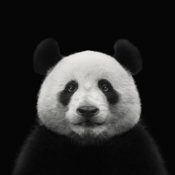 Detail Free Panda Images Nomer 36
