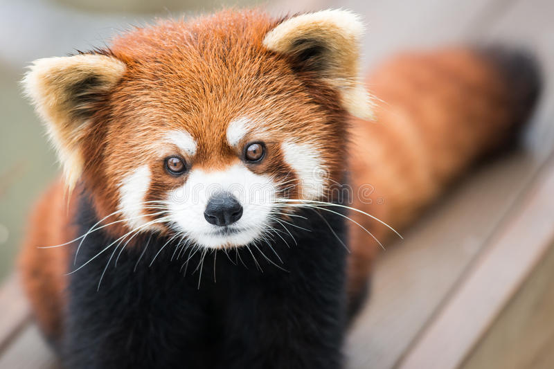 Detail Free Panda Images Nomer 37