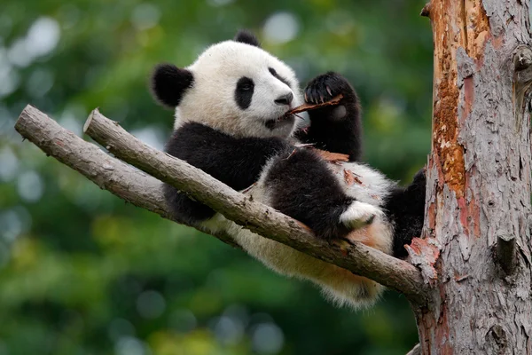 Detail Free Panda Images Nomer 38