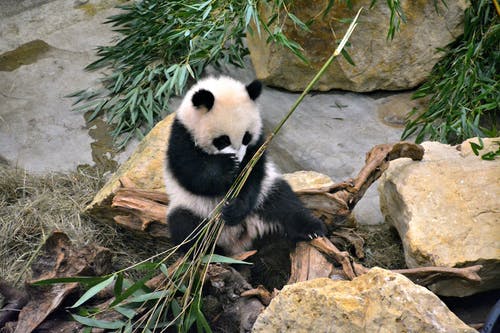 Detail Free Panda Images Nomer 41