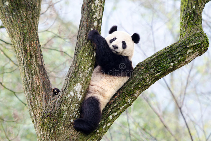 Detail Free Panda Images Nomer 42