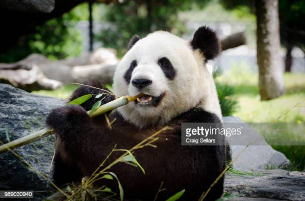 Detail Free Panda Images Nomer 49
