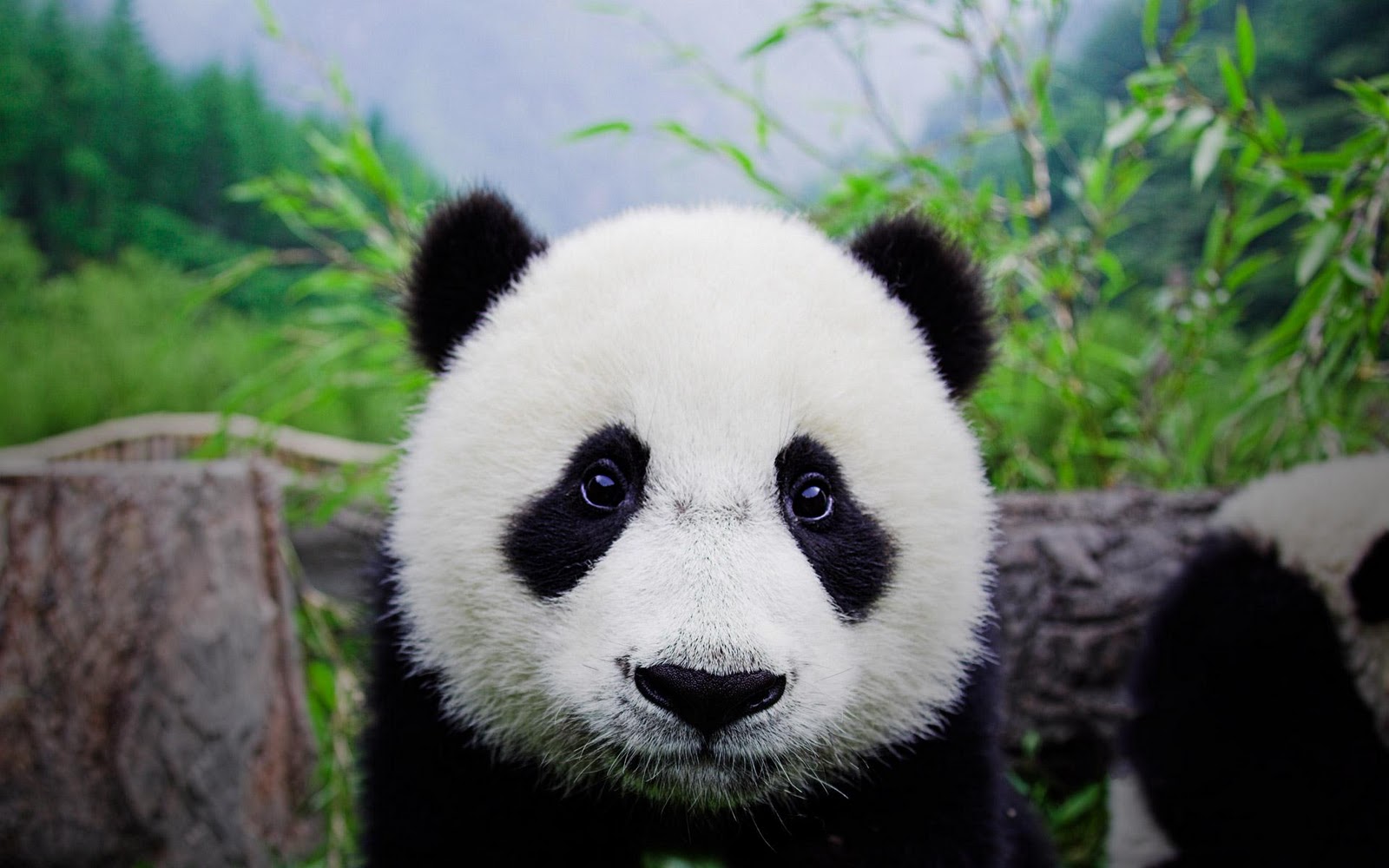 Detail Free Panda Images Nomer 52
