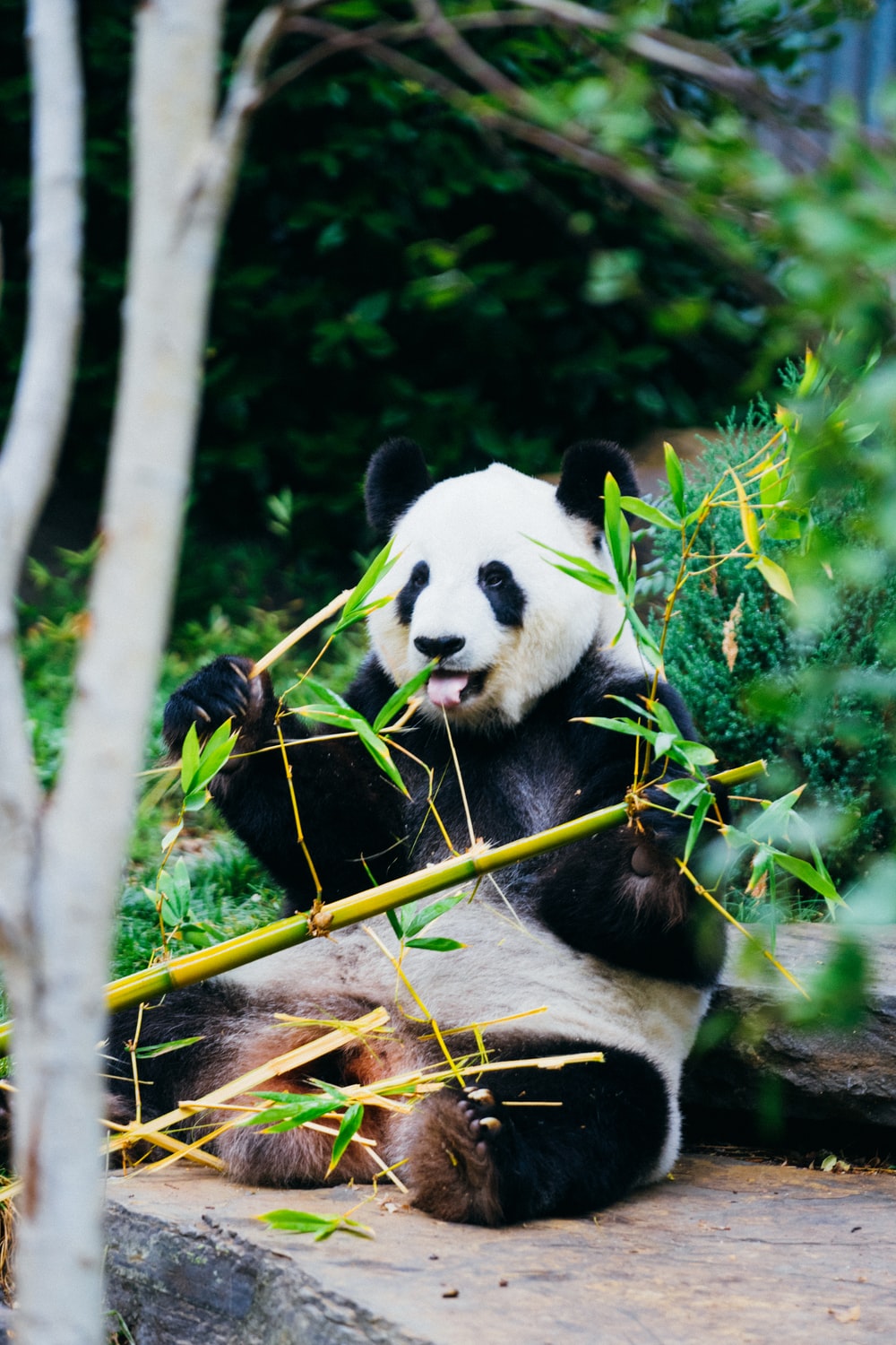 Detail Free Panda Images Nomer 9