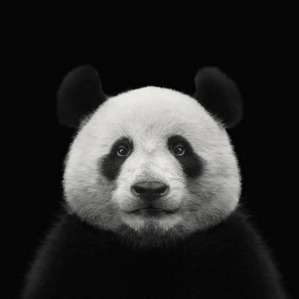 Detail Free Panda Pictures Nomer 44