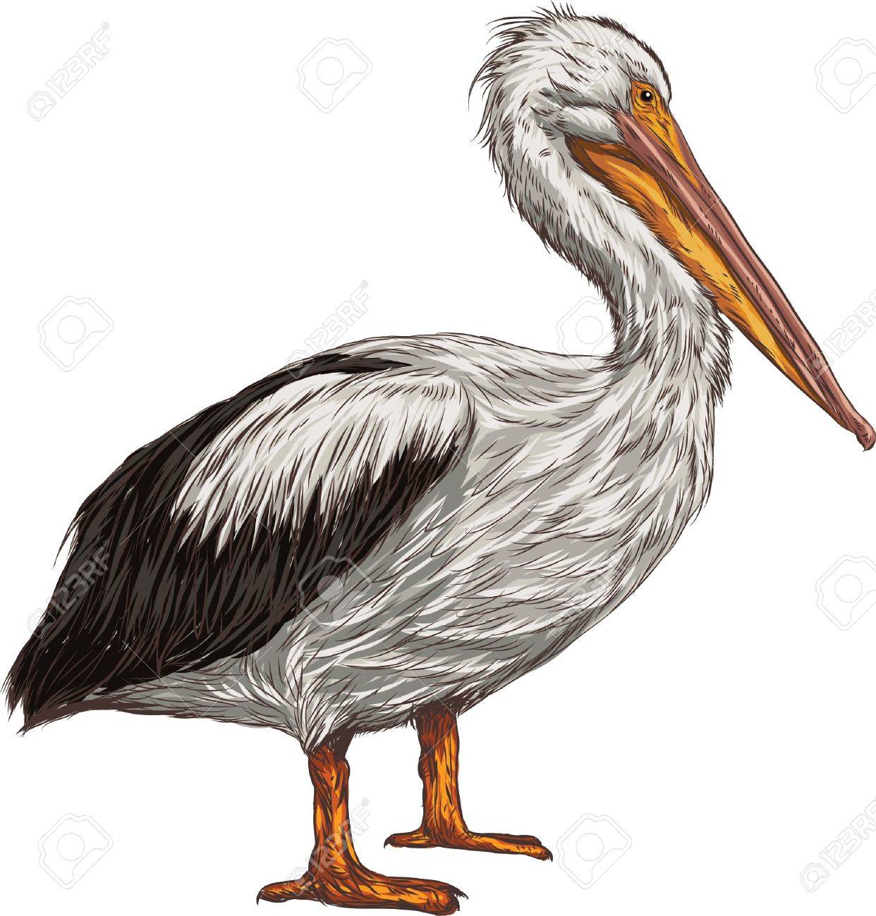 Detail Free Pelican Clipart Nomer 20