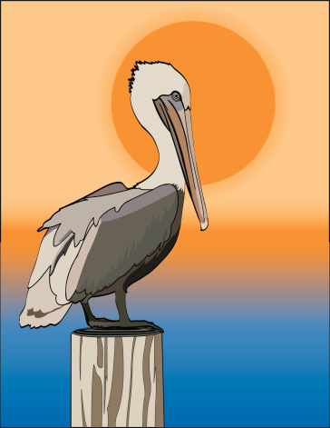 Detail Free Pelican Clipart Nomer 46