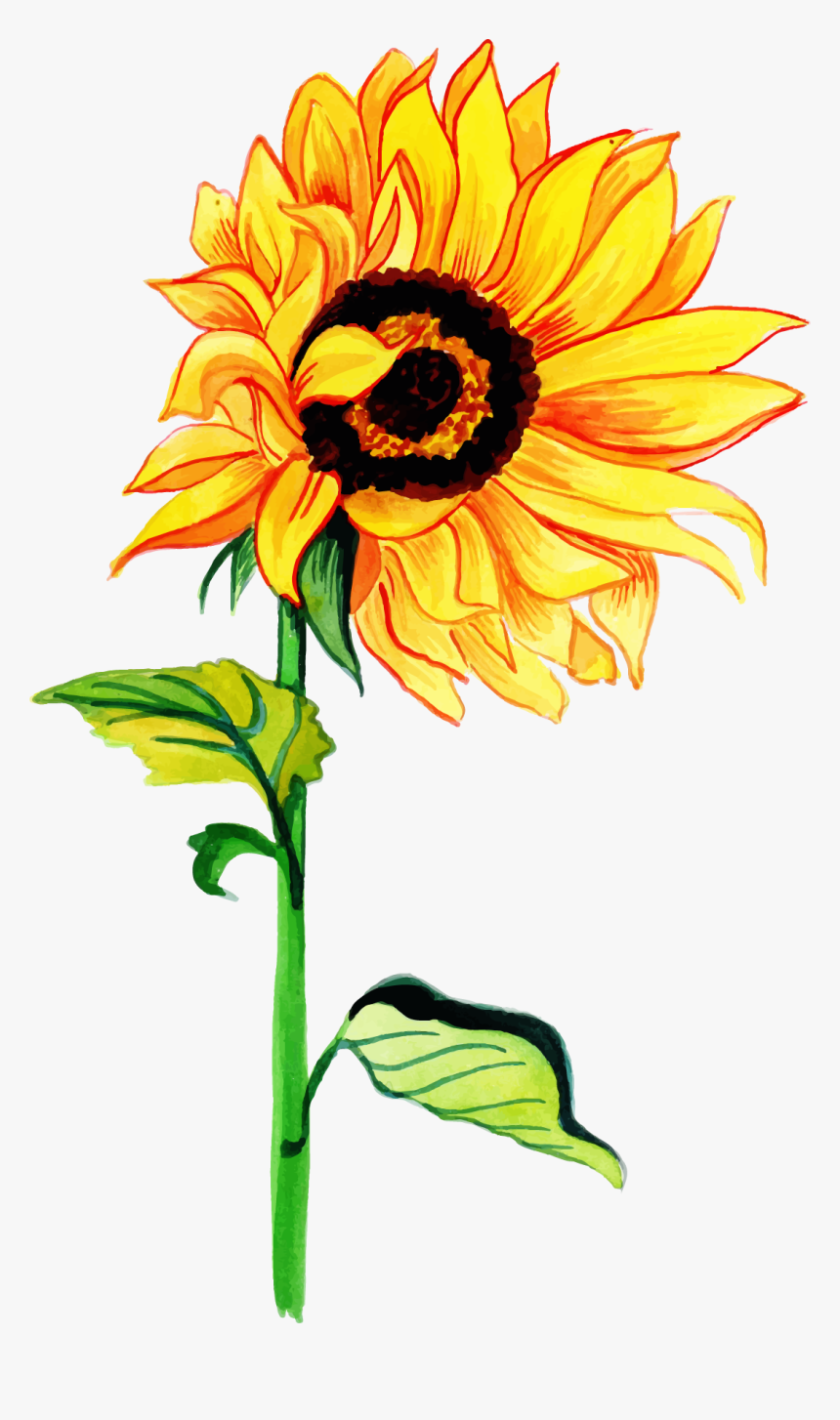 Detail Sunflower Watercolor Nomer 11
