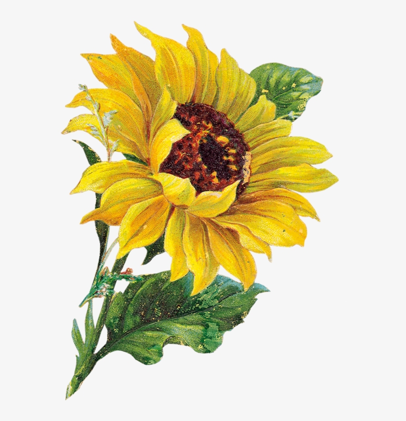 Detail Sunflower Watercolor Nomer 2