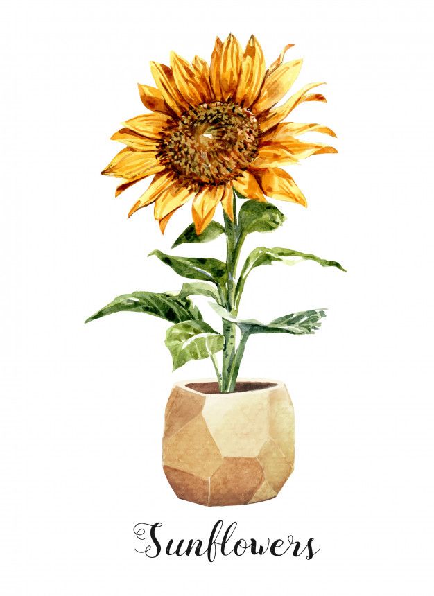 Detail Sunflower Watercolor Nomer 3