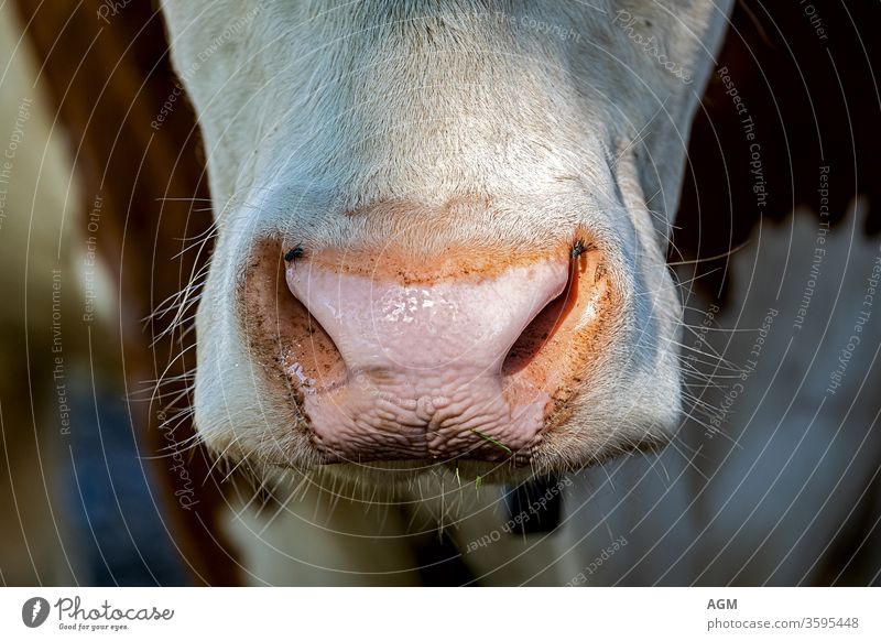 Detail Free Photos Of Cows Nomer 56
