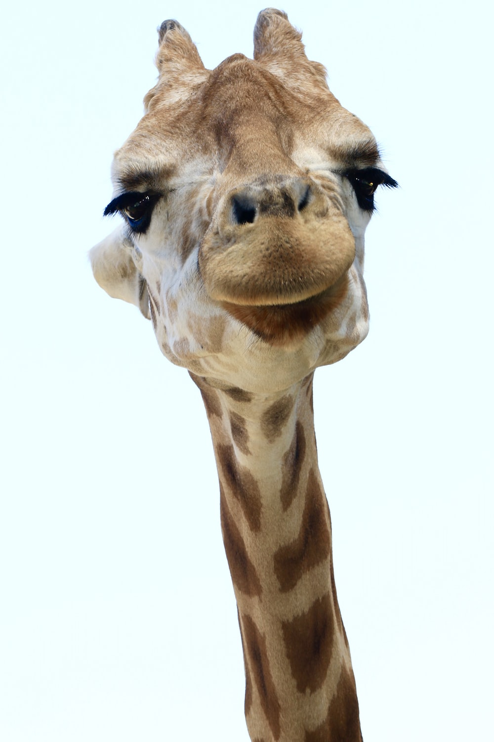 Detail Free Photos Of Giraffes Nomer 31