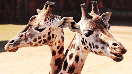 Detail Free Photos Of Giraffes Nomer 50