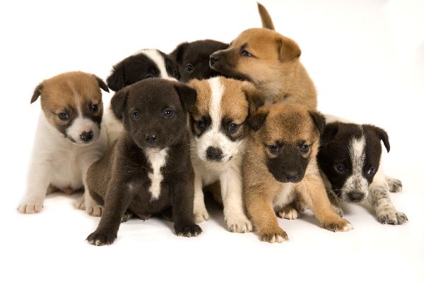 Free Photos Of Puppies - KibrisPDR