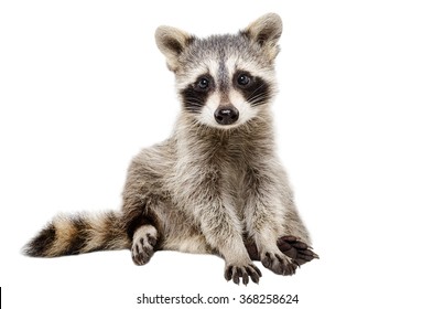 Detail Free Photos Of Raccoons Nomer 51