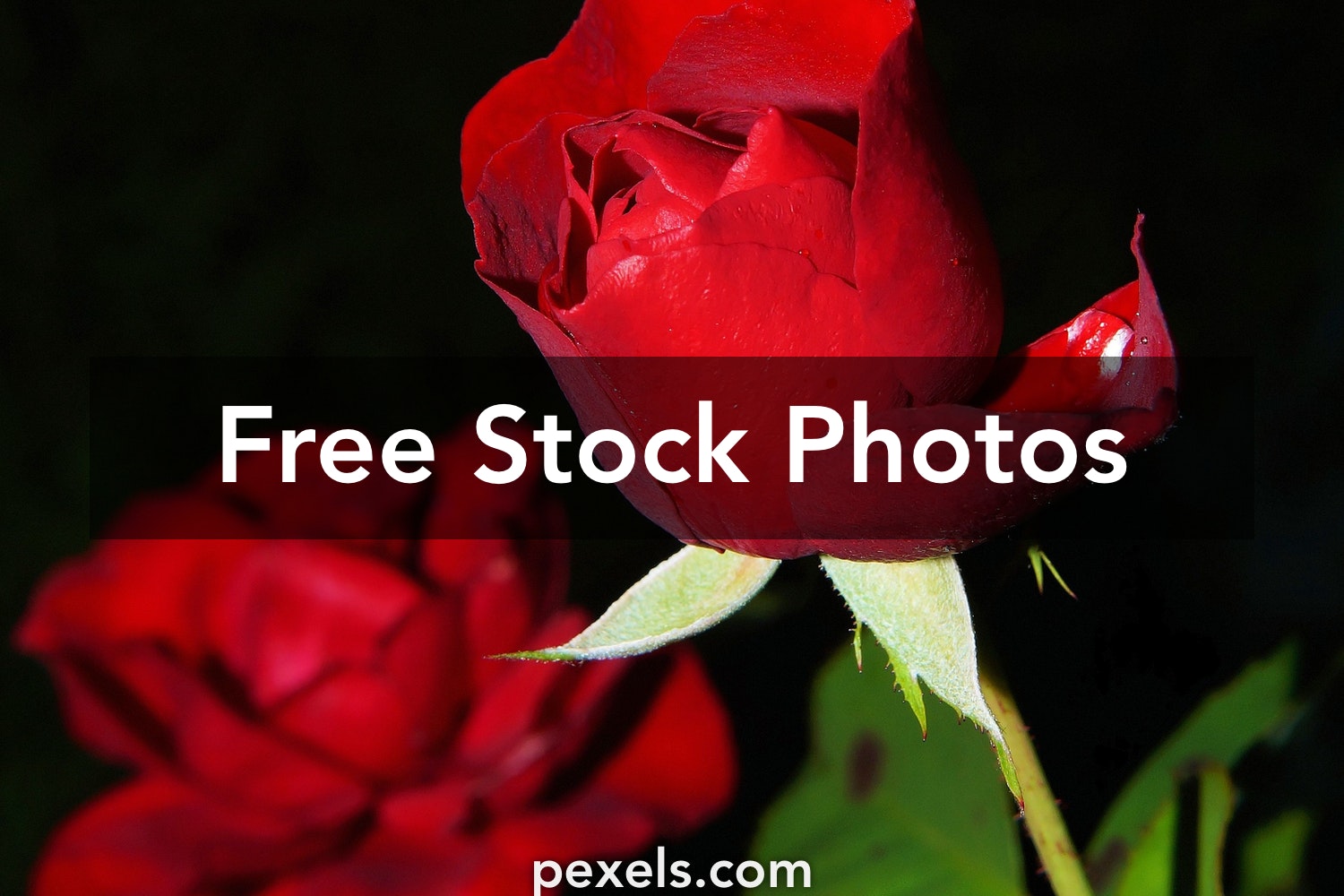 Detail Free Photos Of Roses Nomer 16
