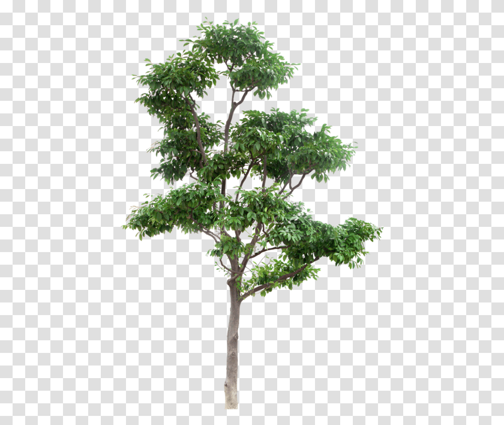 Detail Free Photoshop Trees Nomer 15