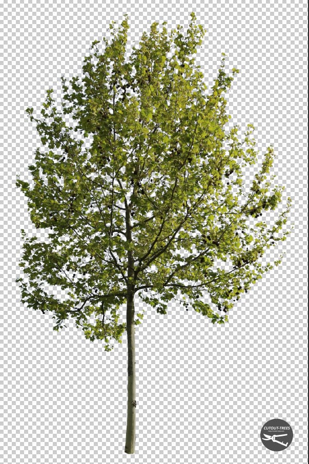Detail Free Photoshop Trees Nomer 44