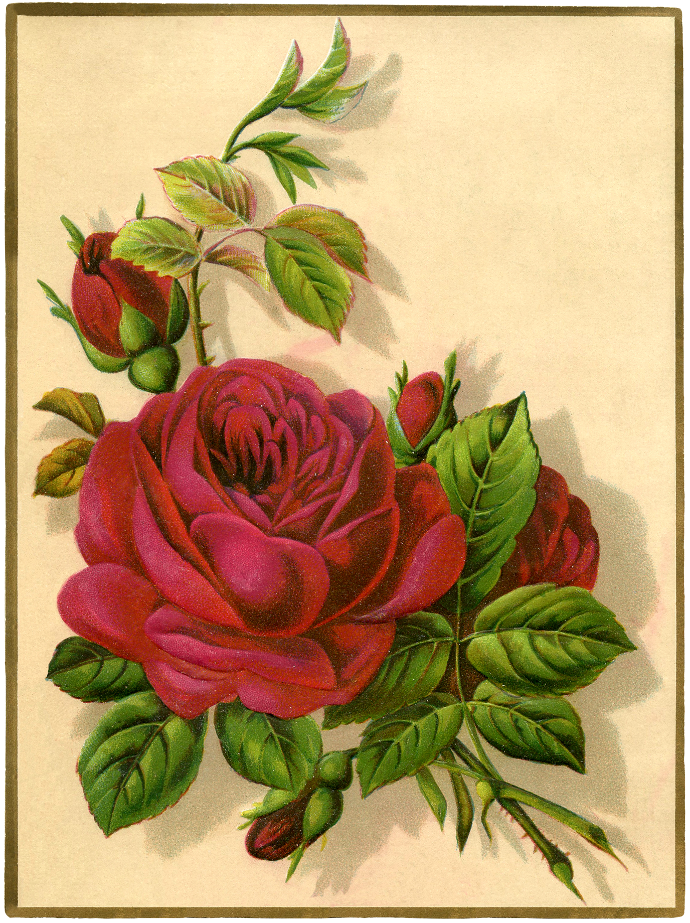 Detail Free Pics Of Roses Nomer 36