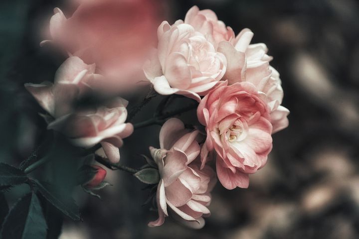 Detail Free Pics Of Roses Nomer 38