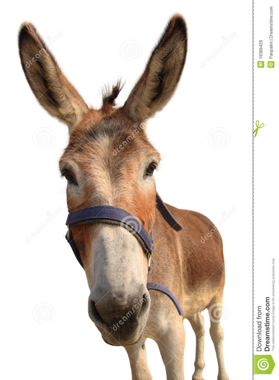 Detail Free Picture Of Donkey Nomer 14