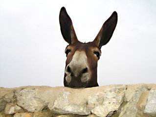 Detail Free Picture Of Donkey Nomer 6