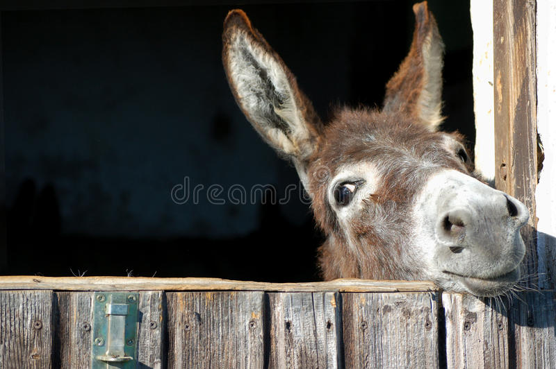 Detail Free Picture Of Donkey Nomer 9