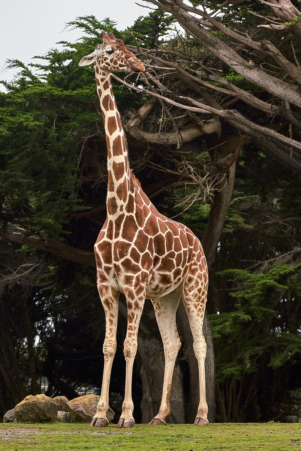 Download Free Picture Of Giraffe Nomer 2